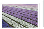 Rows of colorful Hyacinths grown as crop in Lisse, Netherlands (Holland) by Anonymous