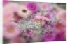 Gerber Daisy arrangement with selective focus by Anonymous