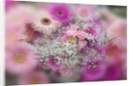 Gerber Daisy arrangement with selective focus by Anonymous