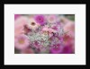 Gerber Daisy arrangement with selective focus by Anonymous