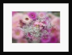 Gerber Daisy arrangement with selective focus by Anonymous