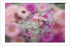 Gerber Daisy arrangement with selective focus by Anonymous