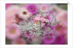 Gerber Daisy arrangement with selective focus by Anonymous