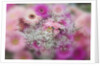 Gerber Daisy arrangement with selective focus by Anonymous