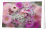Gerber Daisy arrangement with selective focus by Anonymous