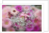 Gerber Daisy arrangement with selective focus by Anonymous