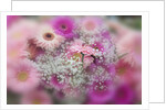 Gerber Daisy arrangement with selective focus by Anonymous