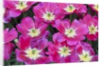 Bright pink tulips with there blooms open display gardens Kuekenhof, Netherlands by Anonymous