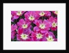 Bright pink tulips with there blooms open display gardens Kuekenhof, Netherlands by Anonymous
