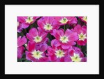 Bright pink tulips with there blooms open display gardens Kuekenhof, Netherlands by Anonymous