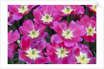Bright pink tulips with there blooms open display gardens Kuekenhof, Netherlands by Anonymous