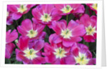 Bright pink tulips with there blooms open display gardens Kuekenhof, Netherlands by Anonymous