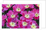 Bright pink tulips with there blooms open display gardens Kuekenhof, Netherlands by Anonymous