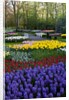 Keukenhof Gardens near Lisse in springtime bloom by Anonymous