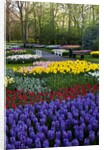 Keukenhof Gardens near Lisse in springtime bloom by Anonymous