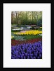 Keukenhof Gardens near Lisse in springtime bloom by Anonymous