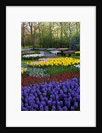 Keukenhof Gardens near Lisse in springtime bloom by Anonymous