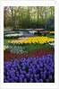 Keukenhof Gardens near Lisse in springtime bloom by Anonymous