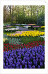Keukenhof Gardens near Lisse in springtime bloom by Anonymous
