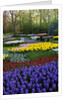 Keukenhof Gardens near Lisse in springtime bloom by Anonymous