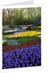 Keukenhof Gardens near Lisse in springtime bloom by Anonymous