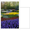 Keukenhof Gardens near Lisse in springtime bloom by Anonymous