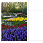 Keukenhof Gardens near Lisse in springtime bloom by Anonymous