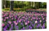 Keukenhof Gardens near Lisse in springtime bloom by Anonymous