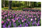 Keukenhof Gardens near Lisse in springtime bloom by Anonymous