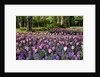 Keukenhof Gardens near Lisse in springtime bloom by Anonymous