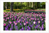 Keukenhof Gardens near Lisse in springtime bloom by Anonymous