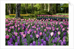 Keukenhof Gardens near Lisse in springtime bloom by Anonymous