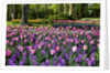 Keukenhof Gardens near Lisse in springtime bloom by Anonymous