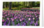 Keukenhof Gardens near Lisse in springtime bloom by Anonymous