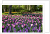Keukenhof Gardens near Lisse in springtime bloom by Anonymous