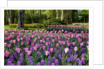 Keukenhof Gardens near Lisse in springtime bloom by Anonymous
