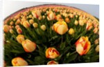 North Holland, Netherlands, springtime tulips fields in Orange tones by Anonymous