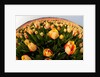 North Holland, Netherlands, springtime tulips fields in Orange tones by Anonymous