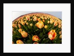 North Holland, Netherlands, springtime tulips fields in Orange tones by Anonymous
