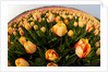 North Holland, Netherlands, springtime tulips fields in Orange tones by Anonymous
