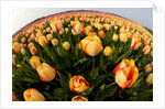 North Holland, Netherlands, springtime tulips fields in Orange tones by Anonymous