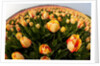 North Holland, Netherlands, springtime tulips fields in Orange tones by Anonymous