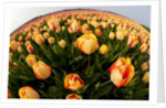 North Holland, Netherlands, springtime tulips fields in Orange tones by Anonymous