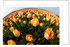 North Holland, Netherlands, springtime tulips fields in Orange tones by Anonymous