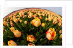 North Holland, Netherlands, springtime tulips fields in Orange tones by Anonymous