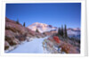 sunrise over Mt. Rainier with snow on fall colors, Washington State by Anonymous