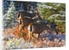 snow adds beauty to fall colors and deer, Paradise Park, Mt. Rainier National Park, Washignton State by Anonymous