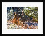 snow adds beauty to fall colors and deer, Paradise Park, Mt. Rainier National Park, Washignton State by Anonymous