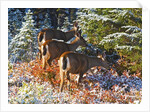 snow adds beauty to fall colors and deer, Paradise Park, Mt. Rainier National Park, Washignton State by Anonymous