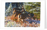 snow adds beauty to fall colors and deer, Paradise Park, Mt. Rainier National Park, Washignton State by Anonymous